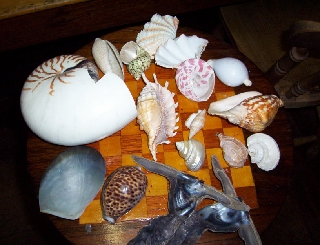 shells 002_0.jpg